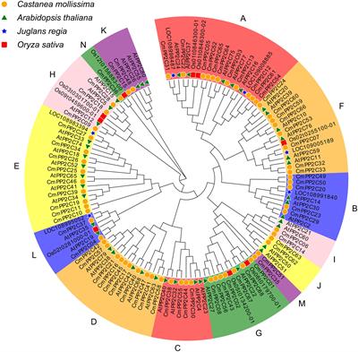 Identification and characterization of CmPP2C31 playing a positive role in the abiotic stress resistance of Chinese chestnut via an integrated strategy